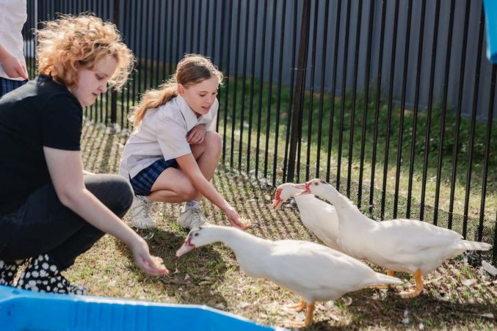 Students feeding ducks, enjoying a nature-focused co-curricular activity.